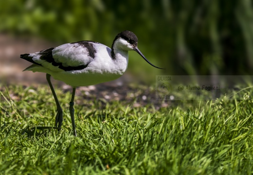 AVOCETTA; Avocet; Recurvirostra avosetta; Avocette élégante