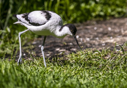 AVOCETTA; Avocet; Recurvirostra avosetta; Avocette élégante