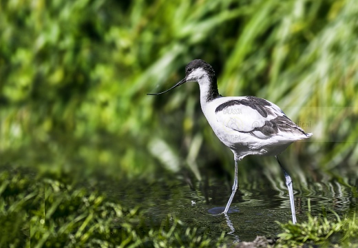 AVOCETTA; Avocet; Recurvirostra avosetta; Avocette élégante