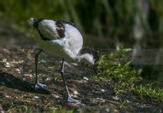 AVOCETTA; Avocet; Recurvirostra avosetta; Avocette élégante