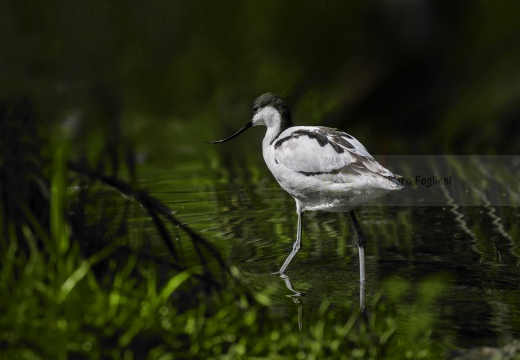 AVOCETTA; Avocet; Recurvirostra avosetta; Avocette élégante