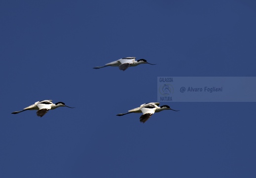 AVOCETTA; Avocet; Recurvirostra avosetta; Avocette élégante