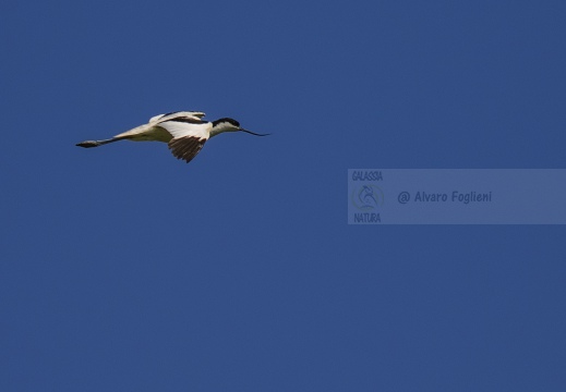 AVOCETTA; Avocet; Recurvirostra avosetta; Avocette élégante