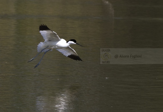 AVOCETTA; Avocet; Recurvirostra avosetta; Avocette élégante