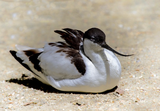 AVOCETTA; Avocet; Recurvirostra avosetta; Avocette élégante