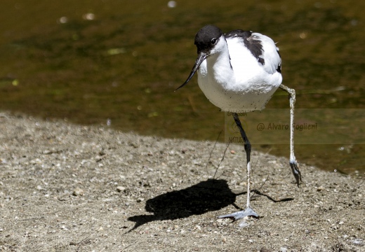 AVOCETTA; Avocet; Recurvirostra avosetta; Avocette élégante