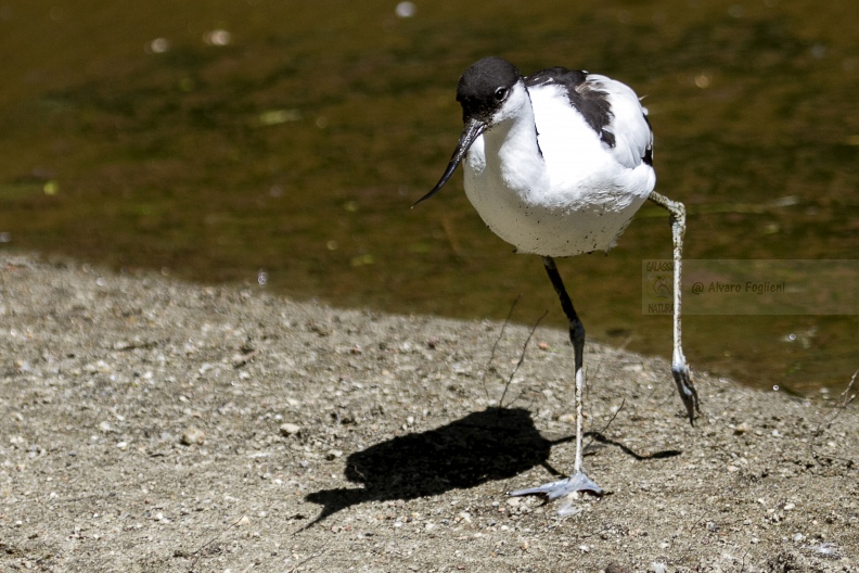 Avocetta   IMG_A5733.jpg