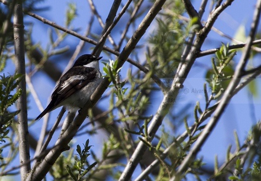 BALIA NERA, Pied Flycatcher, Gobemouche noir; Ficedula hypoleuca 