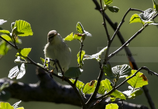 BALIA NERA, Pied Flycatcher, Gobemouche noir; Ficedula hypoleuca 