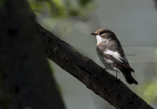 BALIA NERA, Pied Flycatcher, Gobemouche noir; Ficedula hypoleuca 