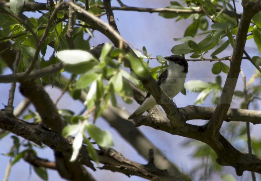 BALIA NERA, Pied Flycatcher, Gobemouche noir; Ficedula hypoleuca 