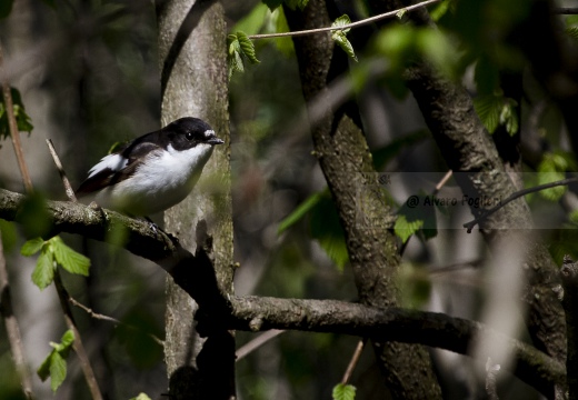 BALIA NERA, Pied Flycatcher, Gobemouche noir; Ficedula hypoleuca 