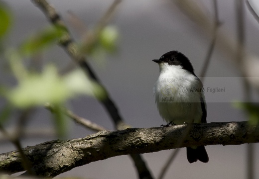 BALIA NERA, Pied Flycatcher, Gobemouche noir; Ficedula hypoleuca 