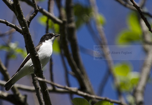 BALIA NERA, Pied Flycatcher, Gobemouche noir; Ficedula hypoleuca 