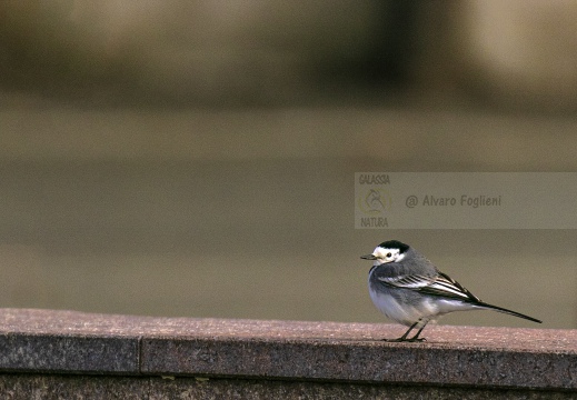 BALLERINA BIANCA, White Wagtail, Bergeronnette grise; Motacilla alba alba 