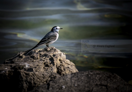 BALLERINA BIANCA, White Wagtail, Bergeronnette grise; Motacilla alba alba 