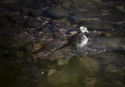 BALLERINA BIANCA, White Wagtail, Bergeronnette grise; Motacilla alba alba 