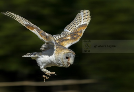 BARBAGIANNI ,Barn Owl, Effraie des clochers; Tyto alba