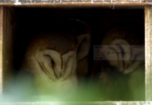 BARBAGIANNI ,Barn Owl, Effraie des clochers; Tyto alba