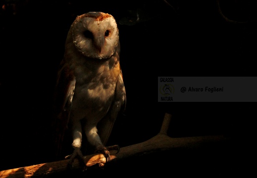 BARBAGIANNI ,Barn Owl, Effraie des clochers; Tyto alba