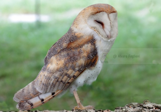 BARBAGIANNI ,Barn Owl, Effraie des clochers; Tyto alba