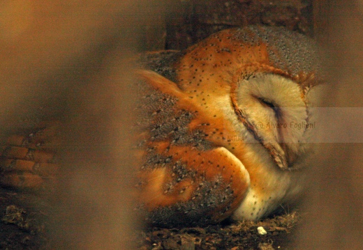 BARBAGIANNI ,Barn Owl, Effraie des clochers; Tyto alba