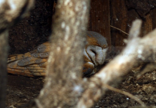 BARBAGIANNI ,Barn Owl, Effraie des clochers; Tyto alba