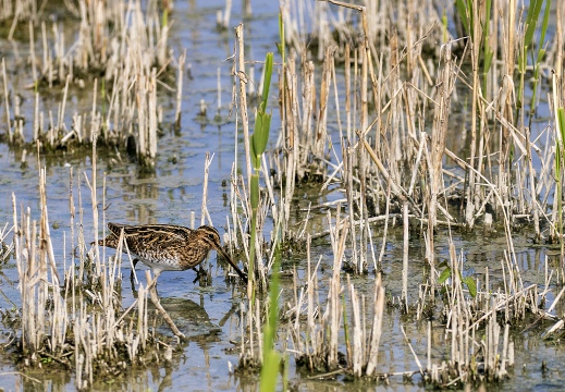 BECCACCINO, Snipe, Bécassine des marais; Gallinago gallinago