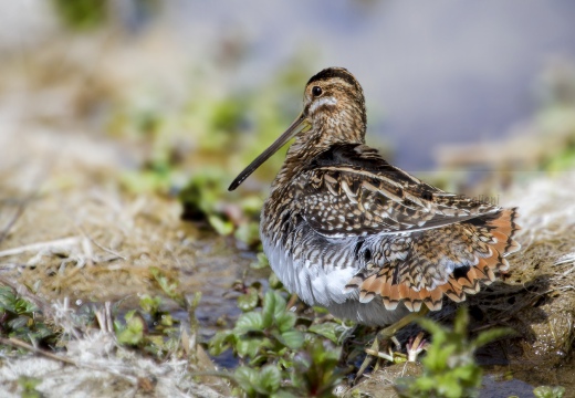 BECCACCINO, Snipe, Bécassine des marais; Gallinago gallinago