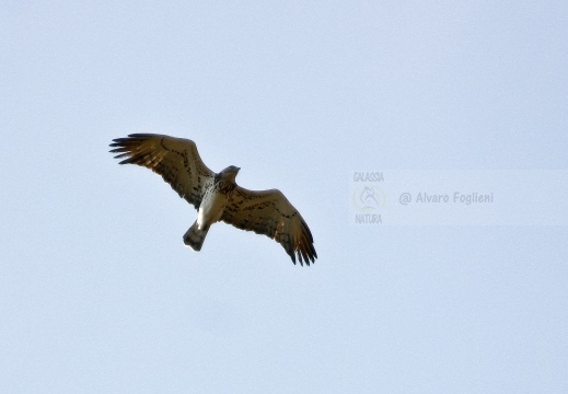 BIANCONE, Short-toed Eagle, Circaète Jean-le-Blanc, Circaetus gallicus 