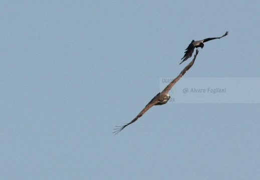 BIANCONE, Short-toed Eagle, Circaète Jean-le-Blanc, Circaetus gallicus 