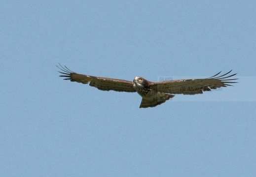 BIANCONE, Short-toed Eagle, Circaète Jean-le-Blanc, Circaetus gallicus 