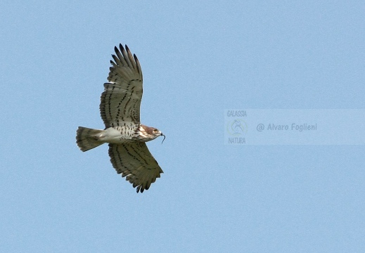 BIANCONE, Short-toed Eagle, Circaète Jean-le-Blanc, Circaetus gallicus 