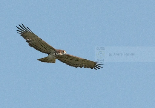 BIANCONE, Short-toed Eagle, Circaète Jean-le-Blanc, Circaetus gallicus 