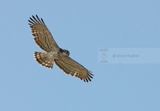 BIANCONE, Short-toed Eagle, Circaète Jean-le-Blanc, Circaetus gallicus 