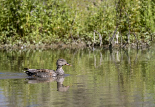 CANAPIGLIA; Gadwall; Canard chipeau; Anas strepera 