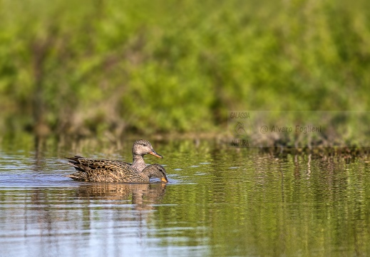 CANAPIGLIA; Gadwall; Canard chipeau; Anas strepera 