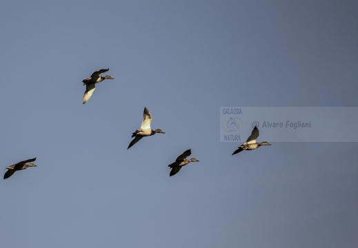 CANAPIGLIA; Gadwall; Canard chipeau; Anas strepera 