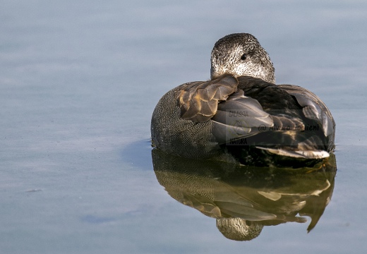 CANAPIGLIA; Gadwall; Canard chipeau; Anas strepera 