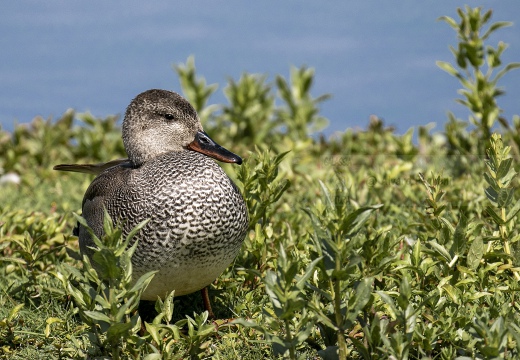 CANAPIGLIA; Gadwall; Canard chipeau; Anas strepera 