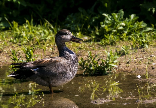 CANAPIGLIA; Gadwall; Canard chipeau; Anas strepera 