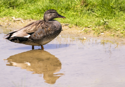 CANAPIGLIA; Gadwall; Canard chipeau; Anas strepera 