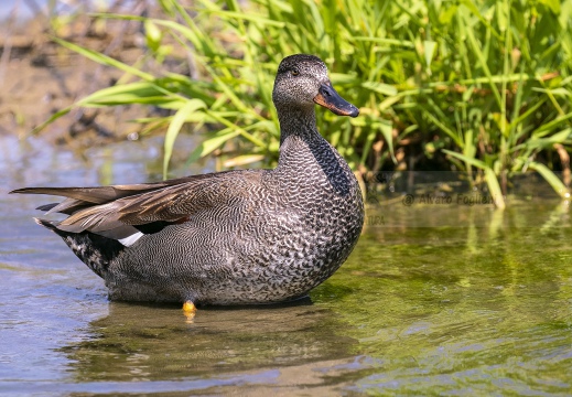 CANAPIGLIA; Gadwall; Canard chipeau; Anas strepera 