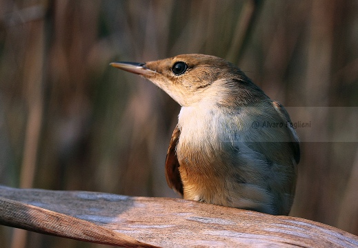 CANNAIOLA VERDOGNOLA, Marsh Warbler, Rousserolle verderolle; Acrocephalus palustris