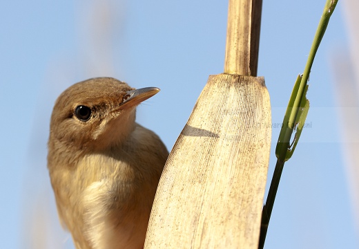 CANNAIOLA VERDOGNOLA, Marsh Warbler, Rousserolle verderolle; Acrocephalus palustris