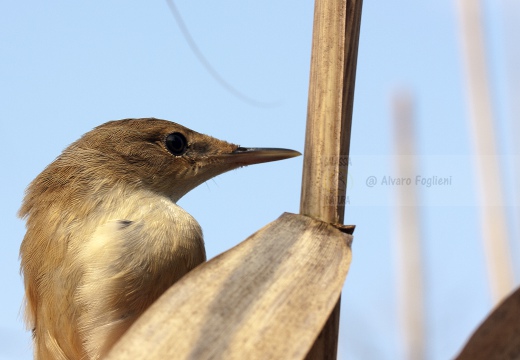 CANNAIOLA VERDOGNOLA, Marsh Warbler, Rousserolle verderolle; Acrocephalus palustris