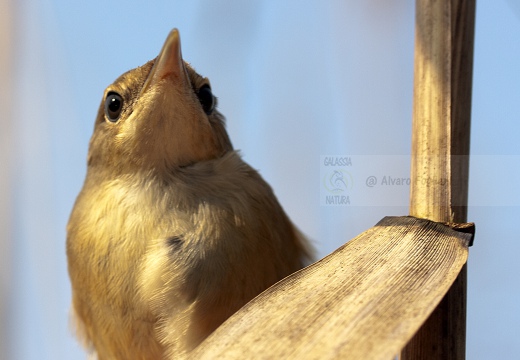 CANNAIOLA VERDOGNOLA, Marsh Warbler, Rousserolle verderolle; Acrocephalus palustris