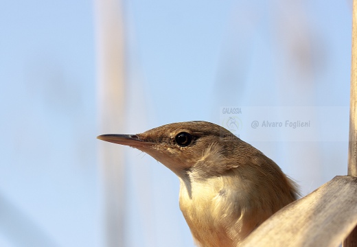 CANNAIOLA VERDOGNOLA, Marsh Warbler, Rousserolle verderolle; Acrocephalus palustris