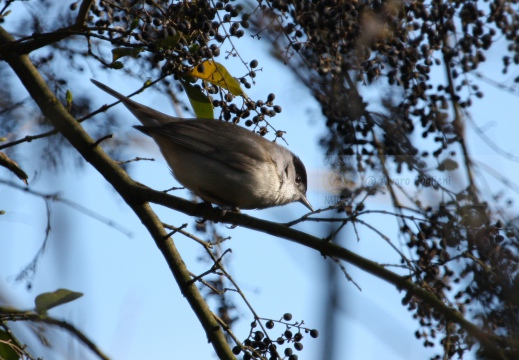 CAPINERA, Blackcap, Fauvette à tête noire  Sylvia atricapilla 