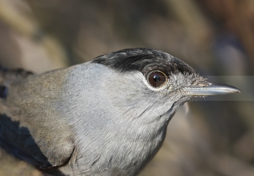 CAPINERA, Blackcap, Fauvette à tête noire  Sylvia atricapilla 